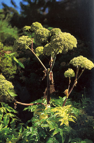 Angelica Archangelica var.himalaica