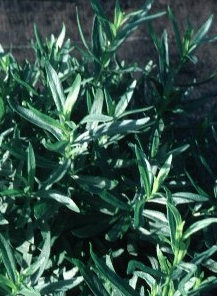 Tarragon Essential Oil