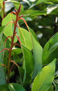 Cinnamomum camphora 