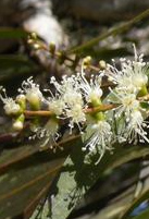 Melaleuca leuadendron