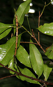 Myristica fragrans EOab