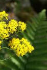 Tansy, Blue Essential Oil