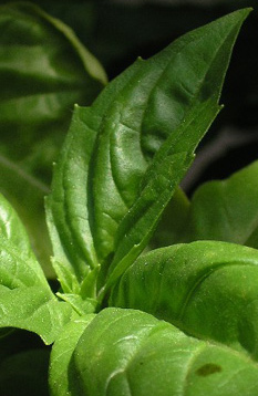 Basil